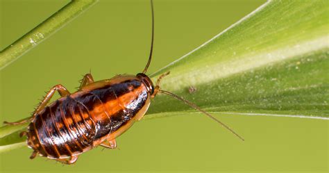 Diferencias Entre La Cucaracha Alemana Y Americana Plagas Agrícolas Y