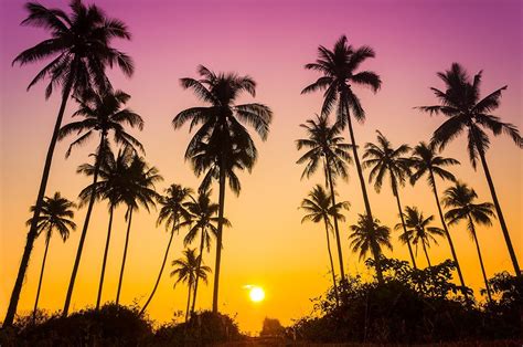 Palm Trees On Beach Sunset Beautiful Sunset Sunset Over The