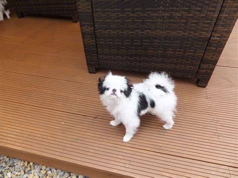 Japanese Chin Kc Registered Female Ready Now In Farnley West