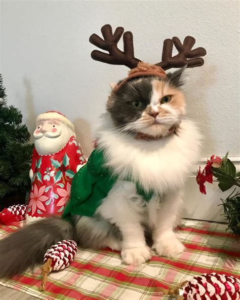 15 Cats Ready To Sleigh The Holidays With Their Cat Christmas Oufits