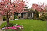 Best Shade Trees For Front Yard Photos