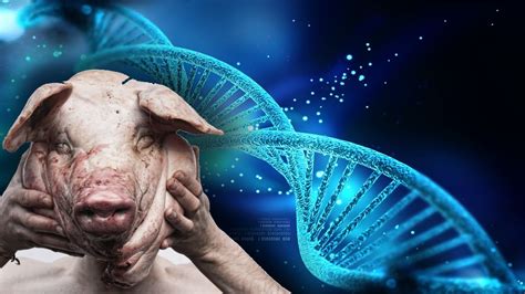 Chinese Scientists Produce Genetically Modified Pigs For Human