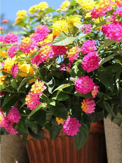 Lantana Potted Plants Grow Containers Pots Growing