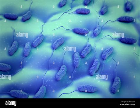 Vibrio Cholerae Bacteria Stockfotos Und Bilder Kaufen Alamy
