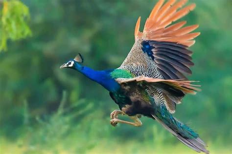 Can Peacocks Fly Interesting Facts With Pictures Birds Fact