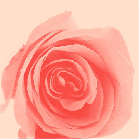 Pastel Rose ~ Nature Photos On Creative Market