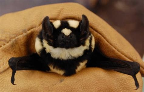 Top 10 Rare And Unusual Species Of Bats