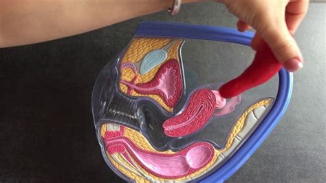 Innere Anatomie Einer Frau Menstruationsbecher Tagef Nger