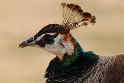 Peacocks Head In Detail Cc0photo