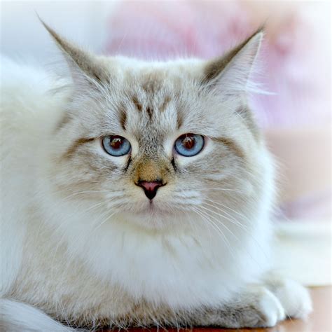 Will a siberian cat suit my allergies? Siberian - The Siberian cat breed Neva masquerade color ...