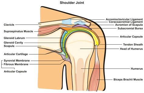7 draw labelled diagram showing the relations of shoulder joint. Shoulder pain - The New Surgery