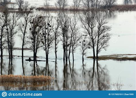 Flooded Trees During High Water In Spring Time Donets River Ukraine