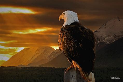 Domain American Bald Eagle At Sunrise By Ron Day Redbubble