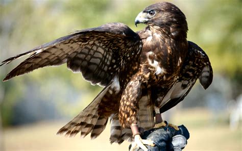 Hawk Facts About Hawks