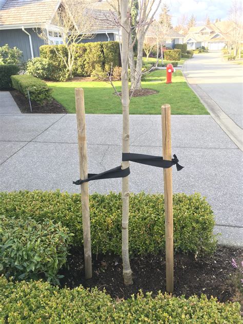 Landscaping And Property Maintenance Tree Staking 101 Proper