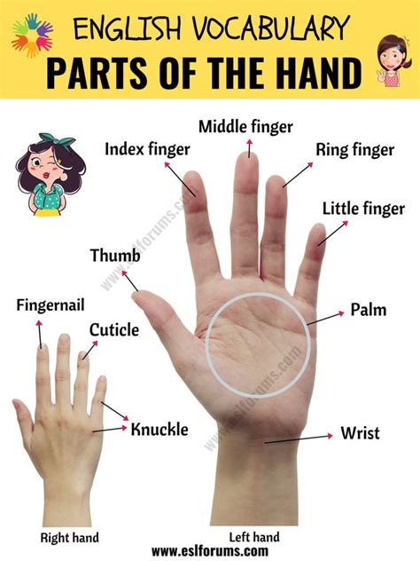 Parts Of The Hand Learn English Vocabulary For Hand Parts Esl Forums