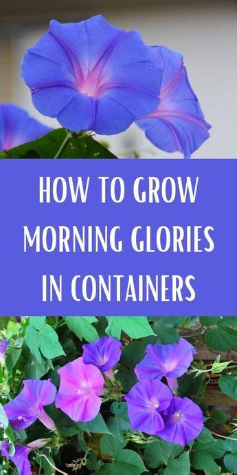 How To Grow Morning Glories In Containers Morning Glory Plant Morning