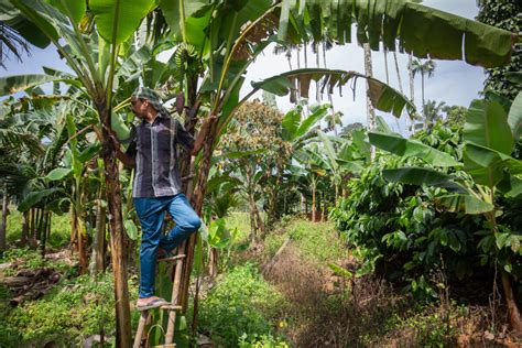 Kerala Farmers Go Bananas Over Diversity