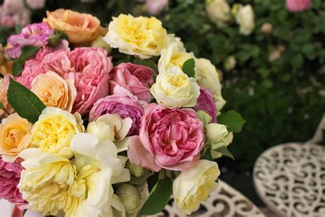 10 Fascinating Facts About Roses That Will Simply Astonish You