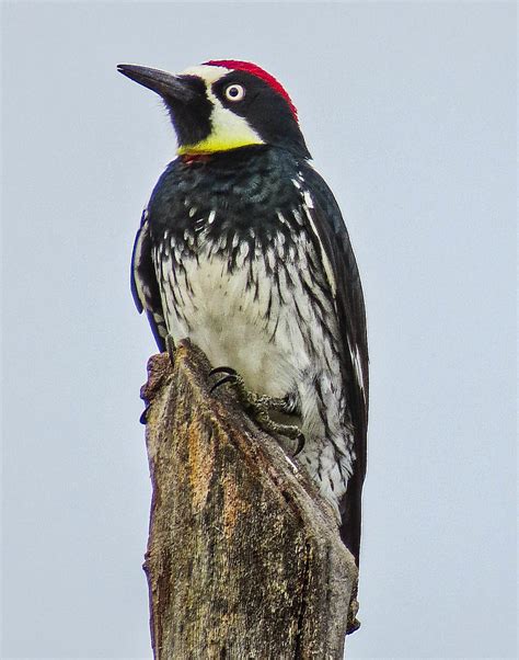 Acorn Woodpecker 3 Nature Image I Took Of An Acorn Woodpe Flickr