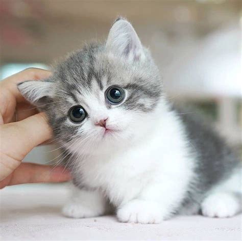 Pictures Of Cute Baby Cats