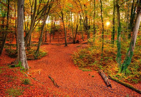 Vibrant Autumn Fall Forest Landscape Image Photograph By Matthew Gibson