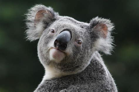49 Cute Baby Koala Wallpaper Wallpapersafari