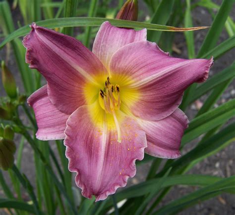 Daylily Hemerocallis Friendly Reminder Wild 1996 Day Lilies