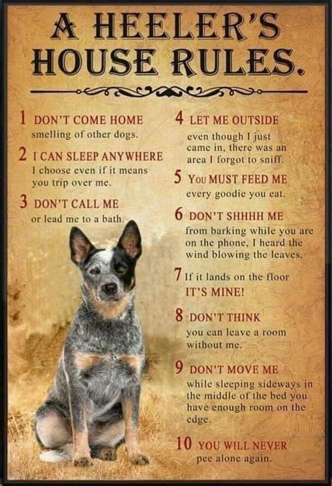 If we are going to be technical, there are no regulations for tiny houses in the country. A heeler house rules | Blue heeler dogs, Cattle dog quotes ...