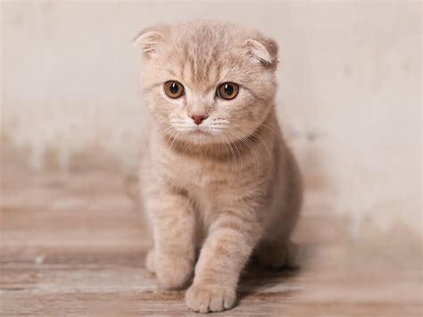 Scottish Fold Munchkin Cat A Mix Of Two Popular Cat Breeds