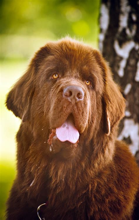 All About The Brown Newfoundland Dog My Brown Newfies