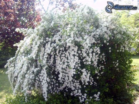 Arbusti a portamento eretto con fiori a forma campanula. Arbusti in fiore