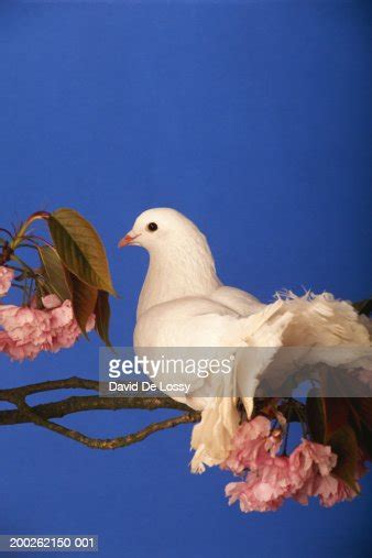 White Dove Sitting On Branch High Res Stock Photo Getty Images