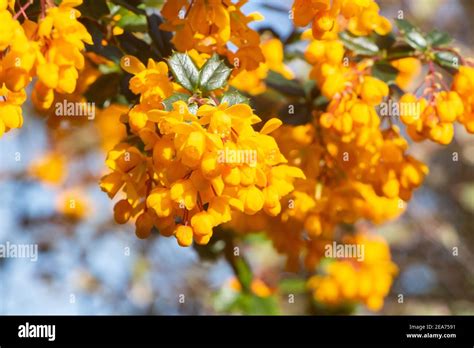 Darwins Barberry Yellow Flowers In A Garden During Spring Stock Photo