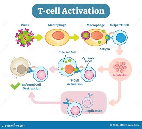 T Cell Activation Diagram Vector Scheme Illustration Stock Vector