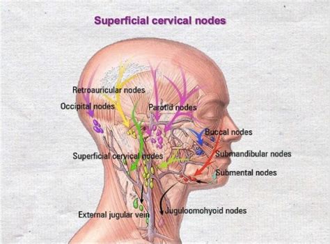 Superficial Cervical Lymph Nodes Lymph Nodes Occipital Cervical