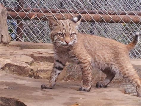 Types Of Wild Cats In Arizona Teller E Zine Photo Exhibition