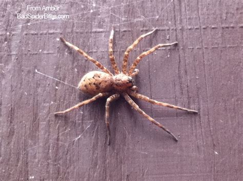 Spiders Found In Minnesota Wolf Spider
