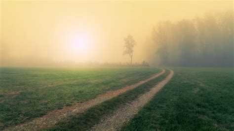Pathway Between Green Grass And Fog During Sunrise 4k Hd Nature