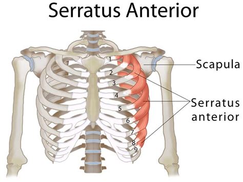 Serratus Anterior Muscle Functional Anatomy Guide • Bodybuilding Wizard