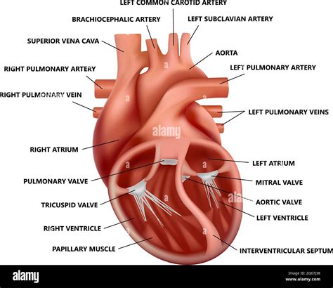 Anatomía Cardíaca De Sección Transversal Realista Con Descripciones