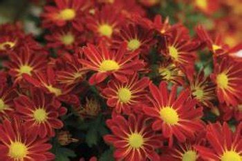 Check spelling or type a new query. What Is the Average Height & Width of Garden Mums? | Home ...