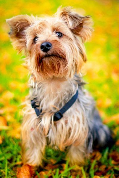 Connaitre La Race De Son Chien - Yorkshire Terrier : caractéristiques, prix, alimentation et santé de