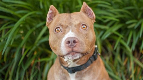 Show Crop Pitbull Puppy Pitbull Dog