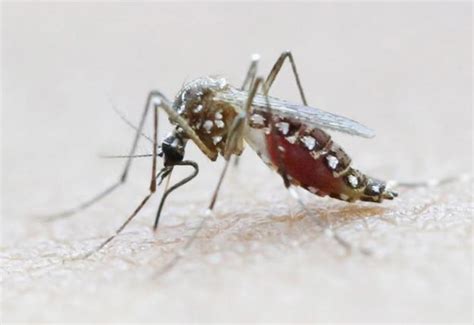 Singapore Confirms Two New Zika Virus Cases The Himalayan Times Nepals No1 English Daily