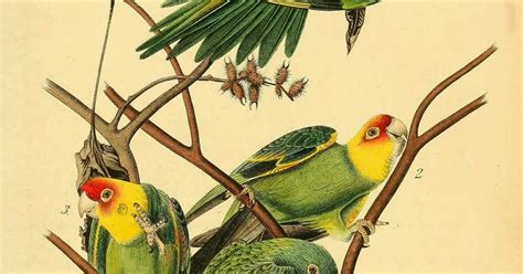 Biodiversity Heritage Library Once There Were Billions Carolina Parakeet