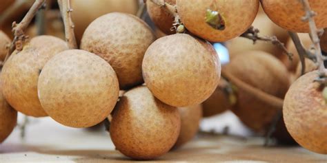 Pokok ini dikenali sedemikian kerana rupa dan saiz buahnya yang seperti mata kucing. Buah mata kucing diancam kepupusan | Komuniti Segamat