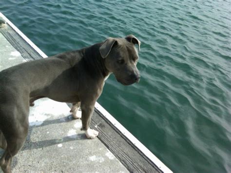 American Blue Nose Pitbull ⋆ T666