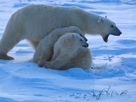 Polar Bear Pictures Protective Mother