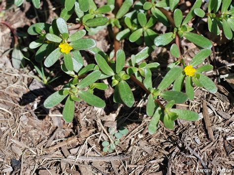 Purdue Turf Tips Weed Of The Month For July 2015 Is Common Purslane